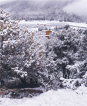 鲁朗春日初雪