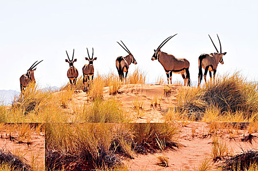 南非大羚羊,羚羊,沙丘,自然保护区,纳米布沙漠,纳米比亚,非洲