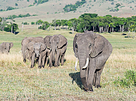 非洲,灌木,大象,非洲象,家庭,牧群,马赛马拉,肯尼亚,大幅,尺寸