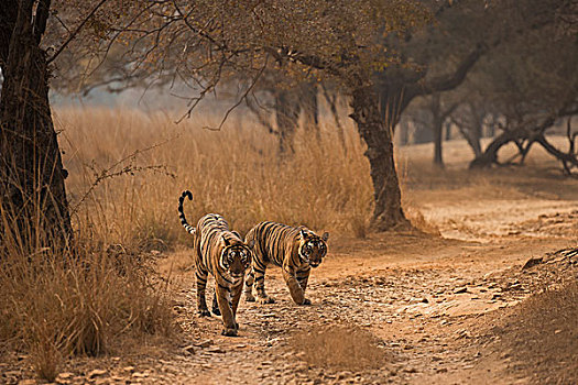 野生,孟加拉虎,虎,成年,女性,走,幼兽,林中小径,秋天,伦滕波尔国家公园,拉贾斯坦邦,印度,亚洲