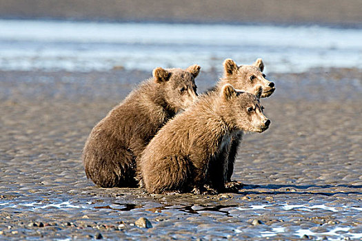 美国,阿拉斯加,沿岸,棕熊,幼兽,银鲑,溪流,湖,国家公园
