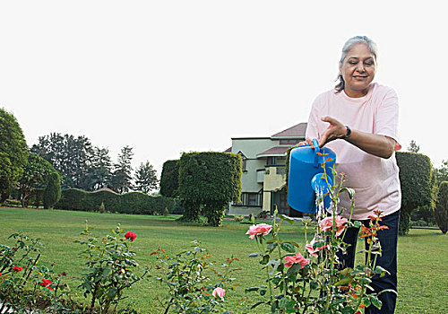 女人,浇水,玫瑰,植物,新德里,印度