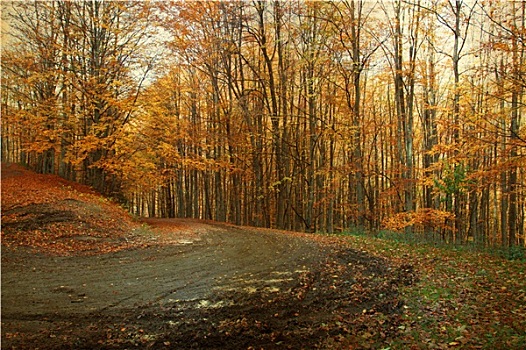 弯道,秋日树林