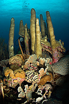 珊瑚礁,场景,潜水,凝视,柱子,珊瑚,荷属安的列斯