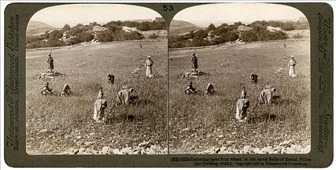 收集,小麦,石头,地点,巴勒斯坦,19世纪,艺术家