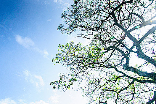 绿树与蓝天背景