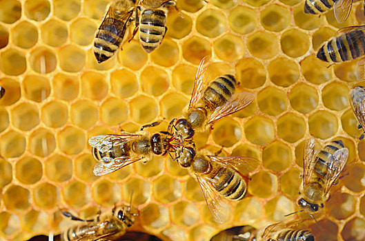 蜜蜂,两个