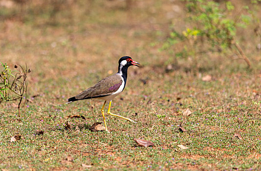 在沼泽地半干旱地等处觅食的红垂麦鸡鸟