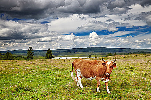山景,放牧,母牛