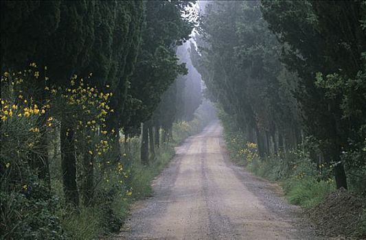 托斯卡纳,柏树,小路