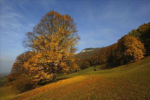 秋天,自然保护区,黄色,石头,巴登符腾堡,德国,欧洲