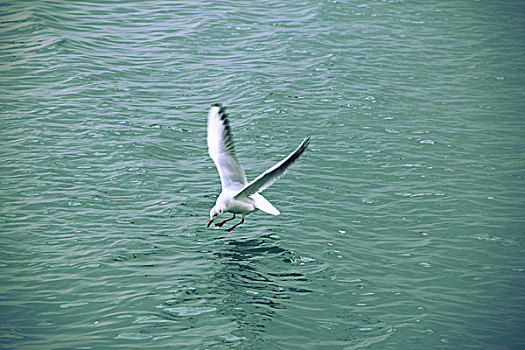 水面上的一只海鸥