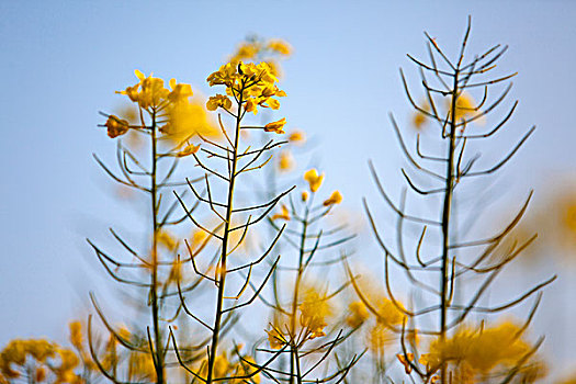 田园风光油菜