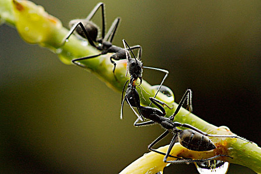 蚂蚁,一对,枝头,小水滴,马来西亚