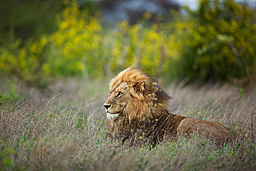 狮子,卧,草丛,克鲁格国家公园,南非