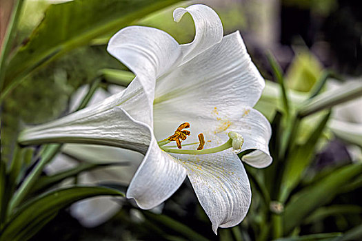 微距,平和,百合,特写,展示,花粉,雄蕊