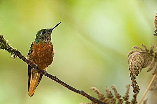 蜂鸟,雾林,厄瓜多尔