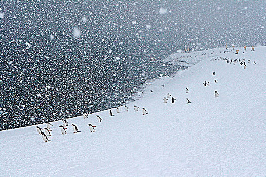 风雪中的企鹅