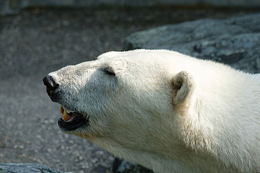 北极熊,牙齿