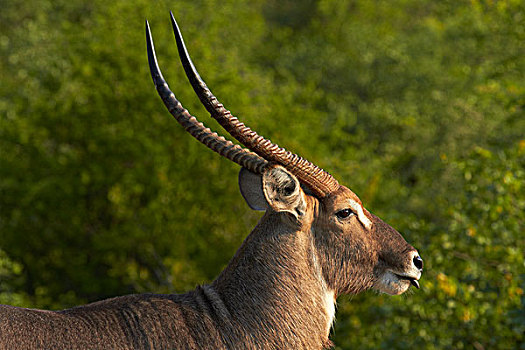 雄性,水羚,克鲁格国家公园,南非