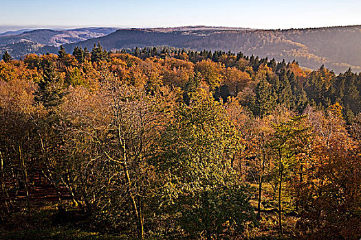 树林,秋天,赫尔曼,纪念建筑,北莱茵威斯特伐利亚,德国,欧洲