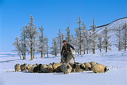 家羊,绵羊,成群,冬天,沮丧,蒙古