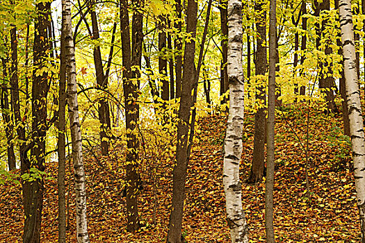 树林,公园,十月,时间,秋天