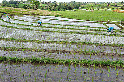 印度尼西亚,巴厘岛,稻田,农民,种植,稻米