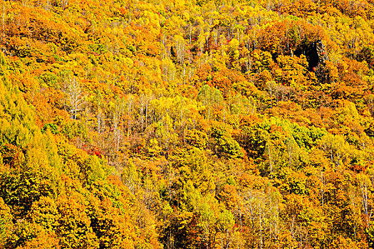 秋天山坡树林
