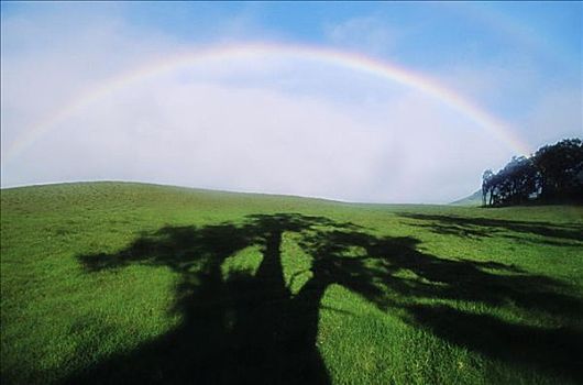 夏威夷,夏威夷大岛,北柯哈拉,彩虹,上方,绿色,草场,影子,树