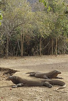 科摩多巨蜥,科摩多龙,两个,大,晒太阳,太阳,科莫多国家公园,科莫多岛,印度尼西亚
