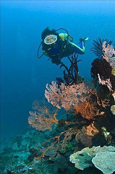 潜水,柳珊瑚虫