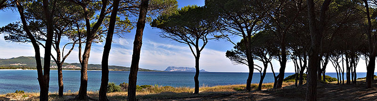 松树,海滩,波尔图,靠近,东方,萨丁尼亚,意大利,欧洲