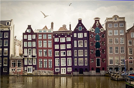 特色,房子,老,荷兰,风格,运河,阿姆斯特丹,海鸥