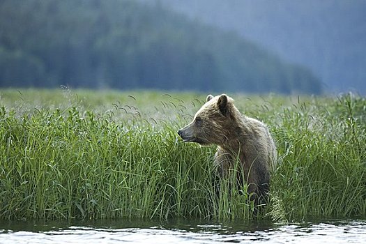 幼兽,大灰熊,莎草,湾流,不列颠哥伦比亚省,加拿大