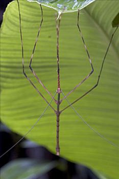 竹节虫,细菌,悬挂,下面,叶子,哥斯达黎加