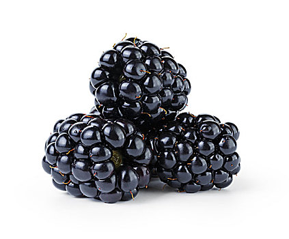 成熟,有机,黑莓,隔绝,白色背景,背景