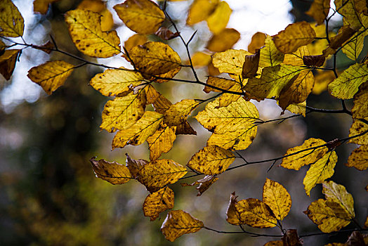 山毛榉树,叶子,秋天,树林,巴伐利亚,德国,欧洲