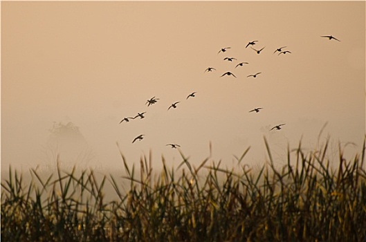 早晨,飞行,鸭子,高处,雾状,湿地