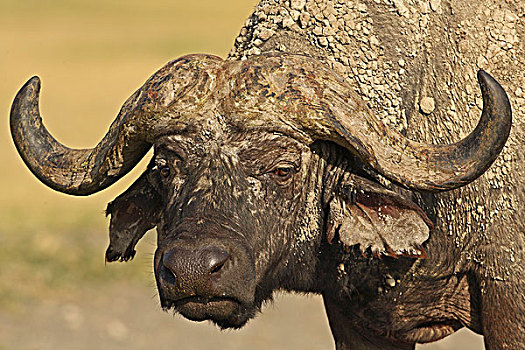 南非水牛,非洲水牛,雄性动物,纳库鲁湖国家公园,肯尼亚
