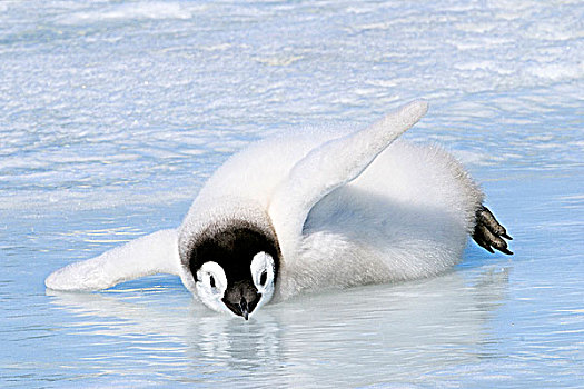 帝企鹅,幼禽,降温,海冰,雪丘岛,南极半岛