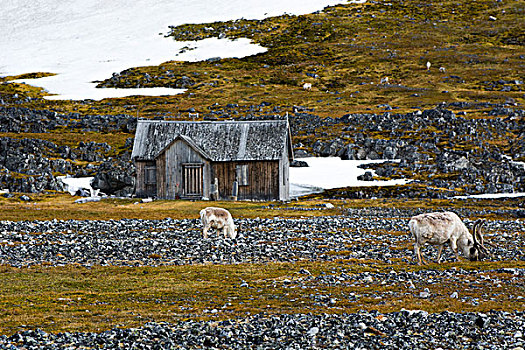 挪威,斯瓦尔巴特群岛,露营,驯鹿,驯鹿属