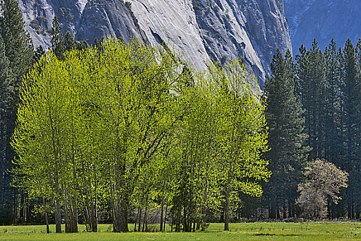 树,山峦,背景,优胜美地国家公园,加利福尼亚,美国