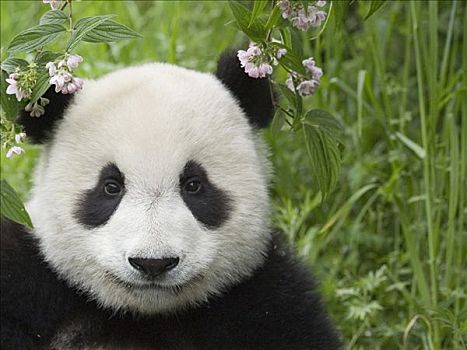 大熊猫,肖像,俘获,中国