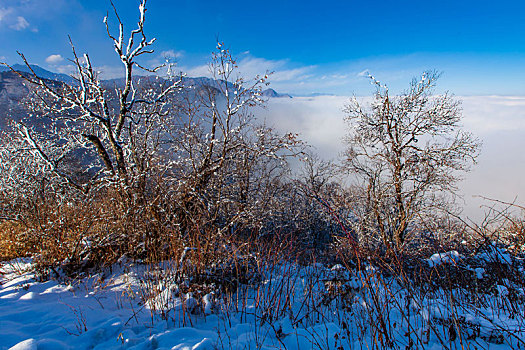 西岭雪山大雪的美丽风景