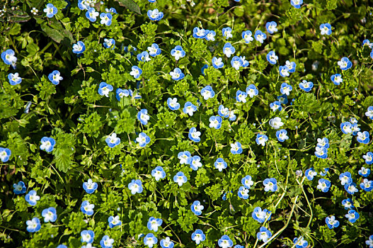 蓝色的小野花