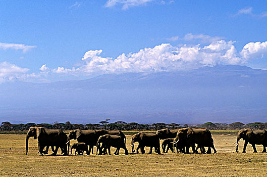 肯尼亚,安伯塞利国家公园,大象,牧群,山,乞力马扎罗山,背景