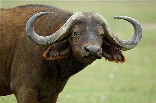 非洲水牛,雄性动物,纳库鲁湖,肯尼亚