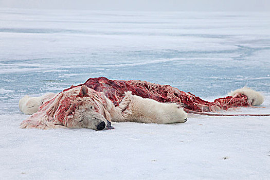 北极熊,死,幼兽,杀死,吃剩下,浮冰,斯匹次卑尔根岛,斯瓦尔巴特群岛,北极