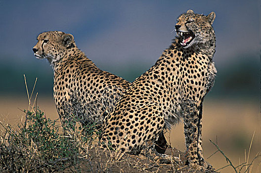 非洲,肯尼亚,马塞马拉野生动物保护区,成年,女性,印度豹,猎豹,坐,向外看,热带草原